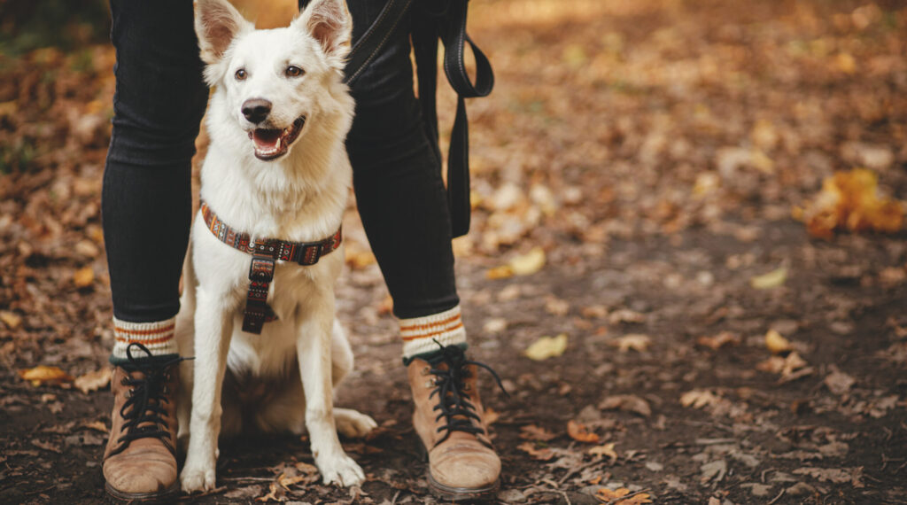 Cute,Dog,Sitting,At,Owner,Legs,In,Autumn,Woods.,Traveling